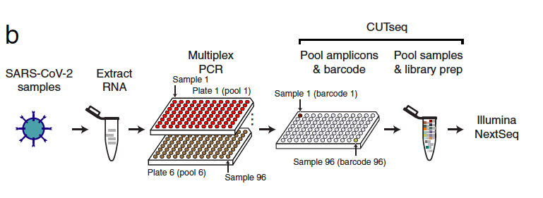 Cost-effective COVseq method could be used for large-scale genomic surveillance of VOCs